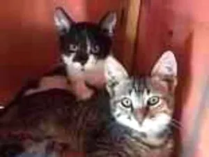 Gato raça SRD-ViraLata idade 2 a 6 meses nome GATOS da Tia JANE