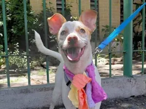 Cachorro raça SRD-ViraLata idade 1 ano nome Maia 
