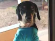 Teco