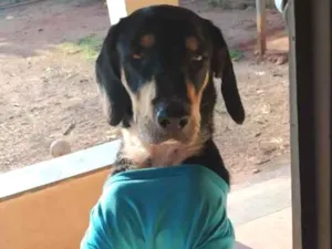 Cachorro raça SRD-ViraLata idade 1 ano nome Teco