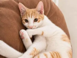 Gato raça SRD-ViraLata idade 2 a 6 meses nome Mel e Canela 