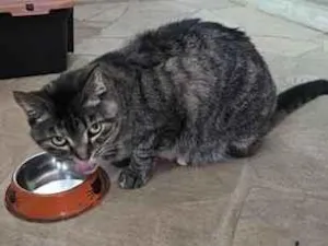 Gato raça SRD-ViraLata idade 6 ou mais anos nome Jujuba