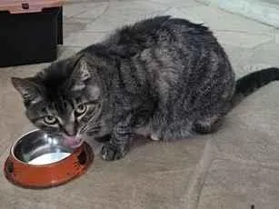 Gato raça SRD-ViraLata idade 6 ou mais anos nome Jujuba
