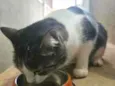 Pipoca