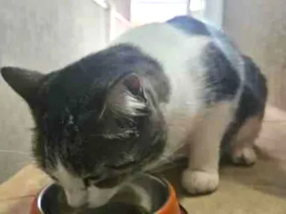 Gato raça SRD-ViraLata idade 6 ou mais anos nome Pipoca