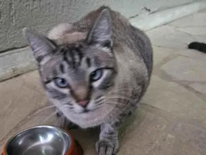 Gato raça SRD-ViraLata idade 1 ano nome Mingau