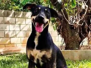 Cachorro raça SRD-ViraLata idade 2 anos nome Maria Flor