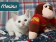 3 gatitos