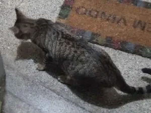 Gato raça SRD-ViraLata idade 2 a 6 meses nome Zazá 