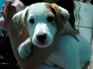 Cachorro raça SRD-ViraLata idade 2 a 6 meses nome ainda sem nome 