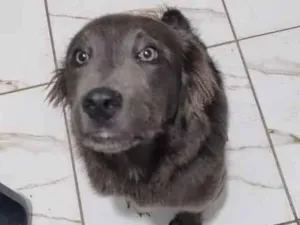 Cachorro raça SRD-ViraLata idade 7 a 11 meses nome Logan