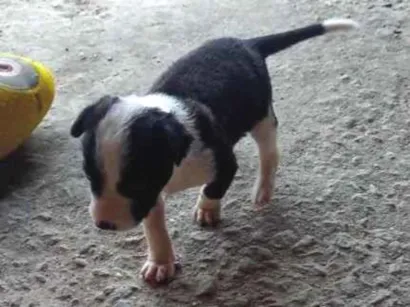 Cachorro raça Fox Paulistinha  idade 2 a 6 meses nome Logan