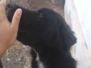 Cachorro raça SRD-ViraLata idade 7 a 11 meses nome negão