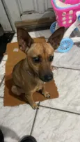 pingo 