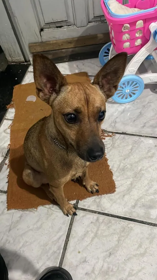 Cachorro raça SRD-ViraLata idade 3 anos nome pingo 