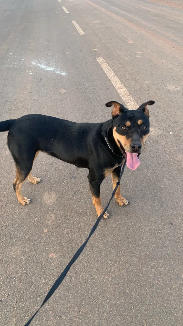 Cachorro raça SRD-ViraLata idade 2 a 6 meses nome Minne