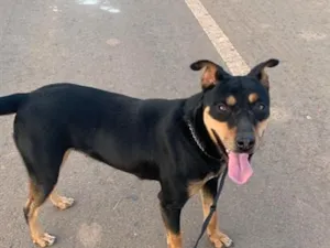 Cachorro raça SRD-ViraLata idade 2 a 6 meses nome Minne