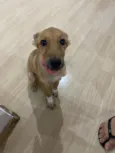 PIPOCA 
