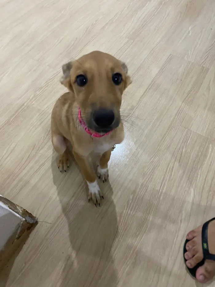 Cachorro raça SRD-ViraLata idade 7 a 11 meses nome PIPOCA 