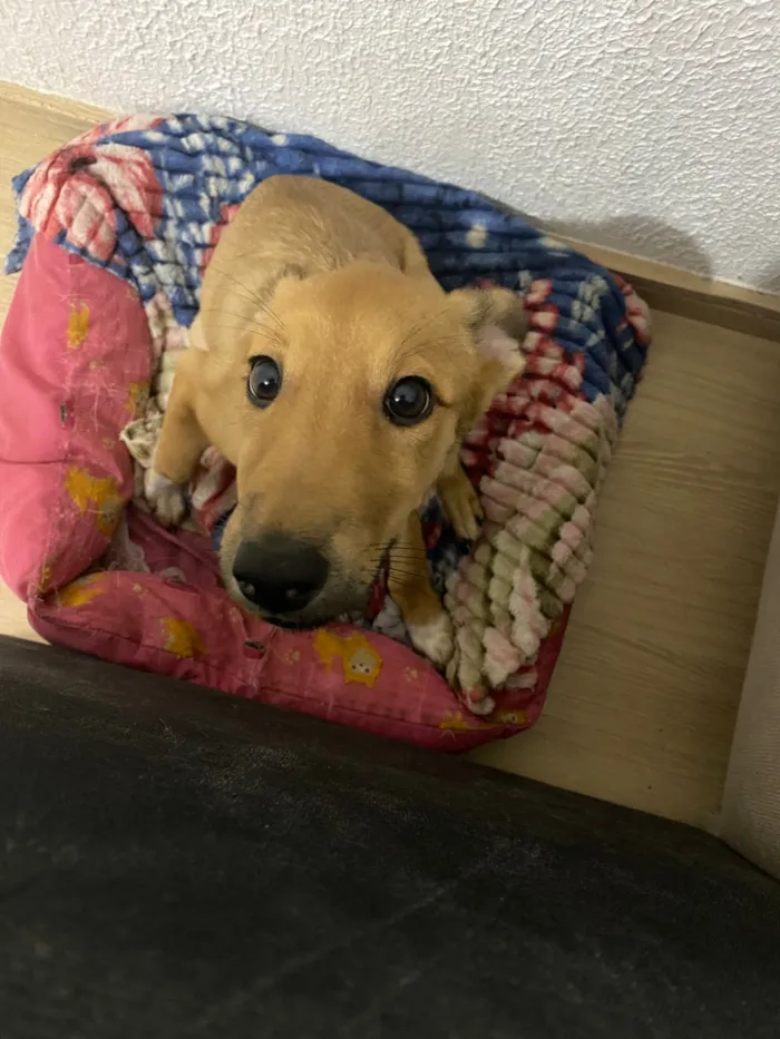 Cachorro raça SRD-ViraLata idade 7 a 11 meses nome PIPOCA 