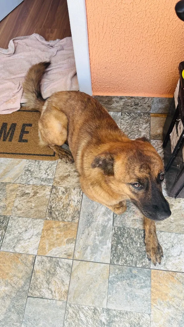 Cachorro raça SRD-ViraLata idade 2 anos nome pretinha