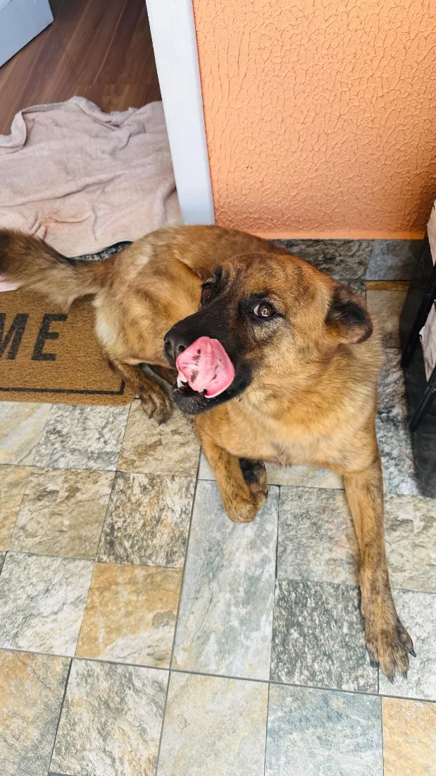 Cachorro raça SRD-ViraLata idade 2 anos nome pretinha