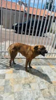 pretinha
