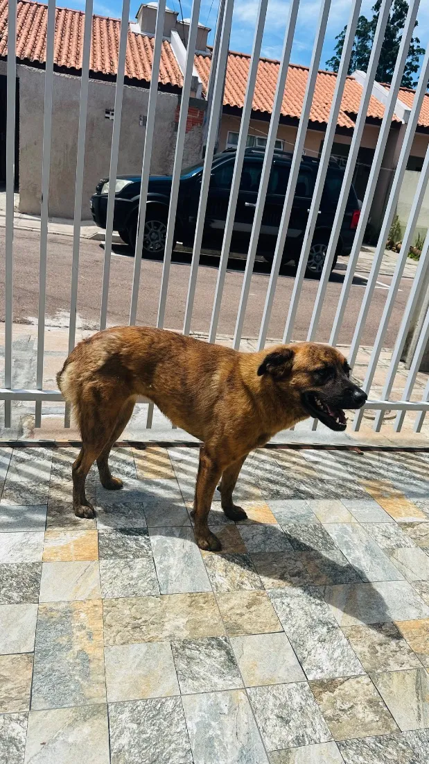 Cachorro raça SRD-ViraLata idade 2 anos nome pretinha