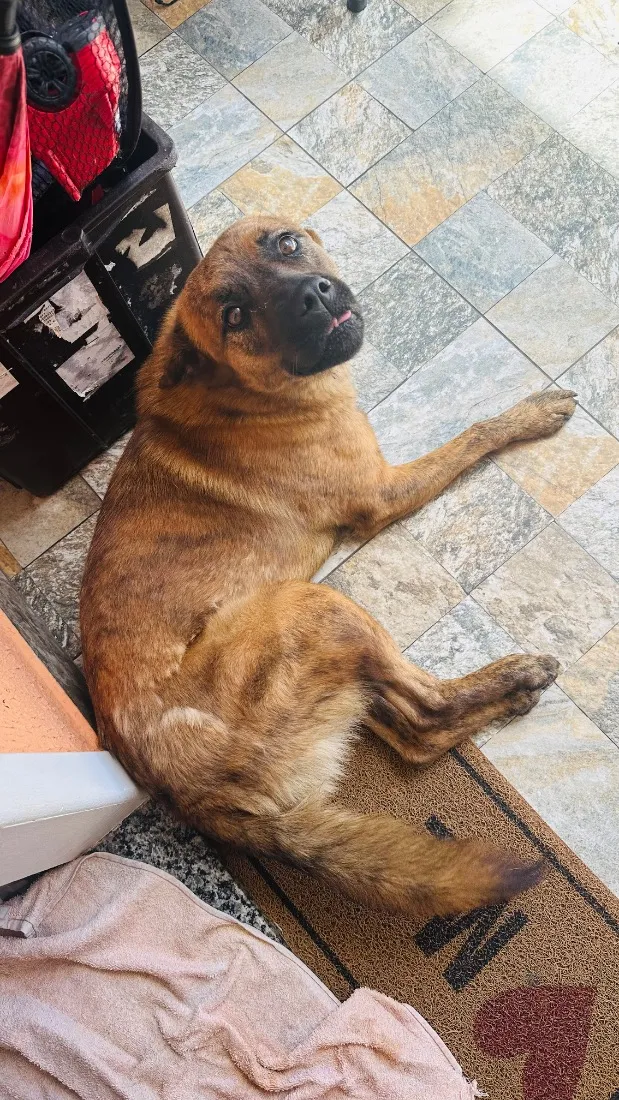 Cachorro raça SRD-ViraLata idade 2 anos nome pretinha