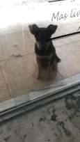 Apólo 