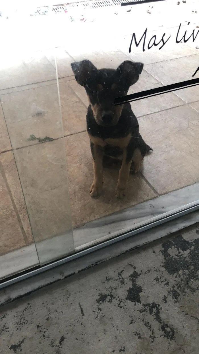 Cachorro raça SRD-ViraLata idade 2 a 6 meses nome Apólo 