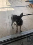 Apólo 
