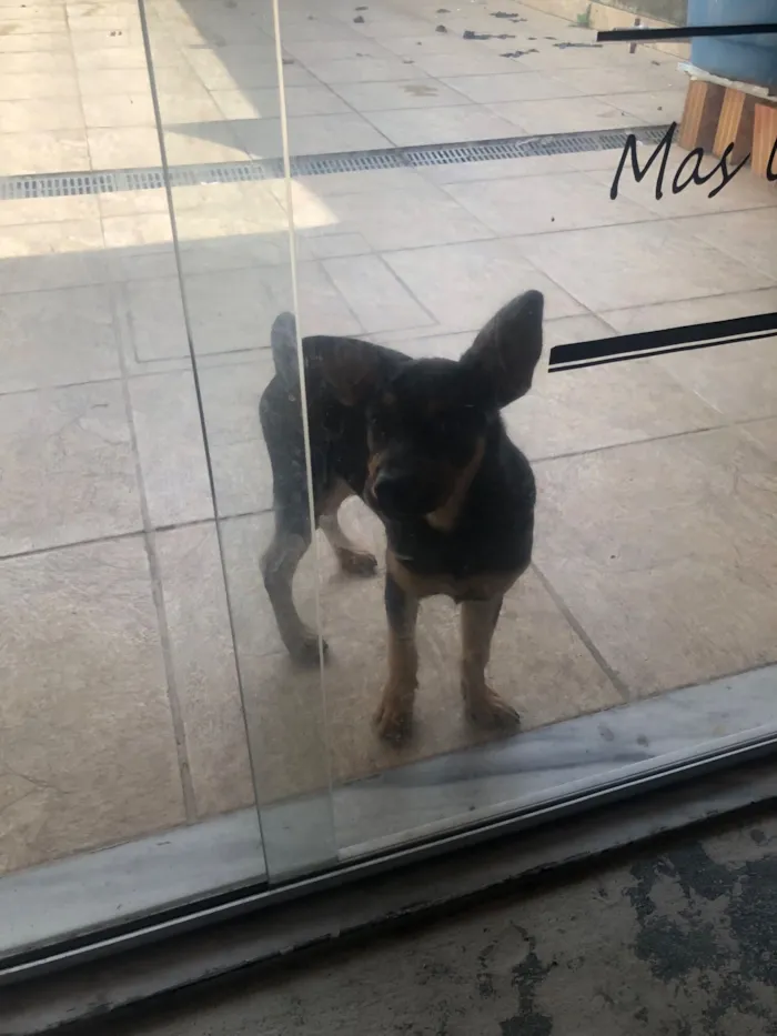 Cachorro raça SRD-ViraLata idade 2 a 6 meses nome Apólo 
