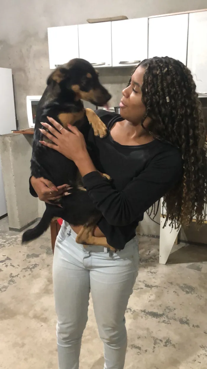 Cachorro raça SRD-ViraLata idade 2 a 6 meses nome Apólo 