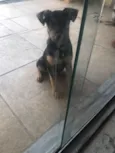 Apólo 