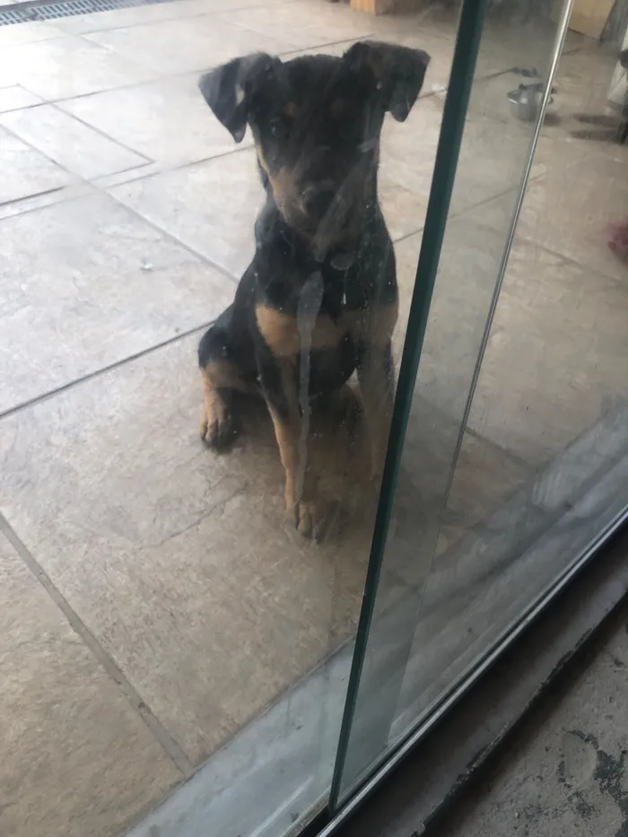 Cachorro raça SRD-ViraLata idade 2 a 6 meses nome Apólo 