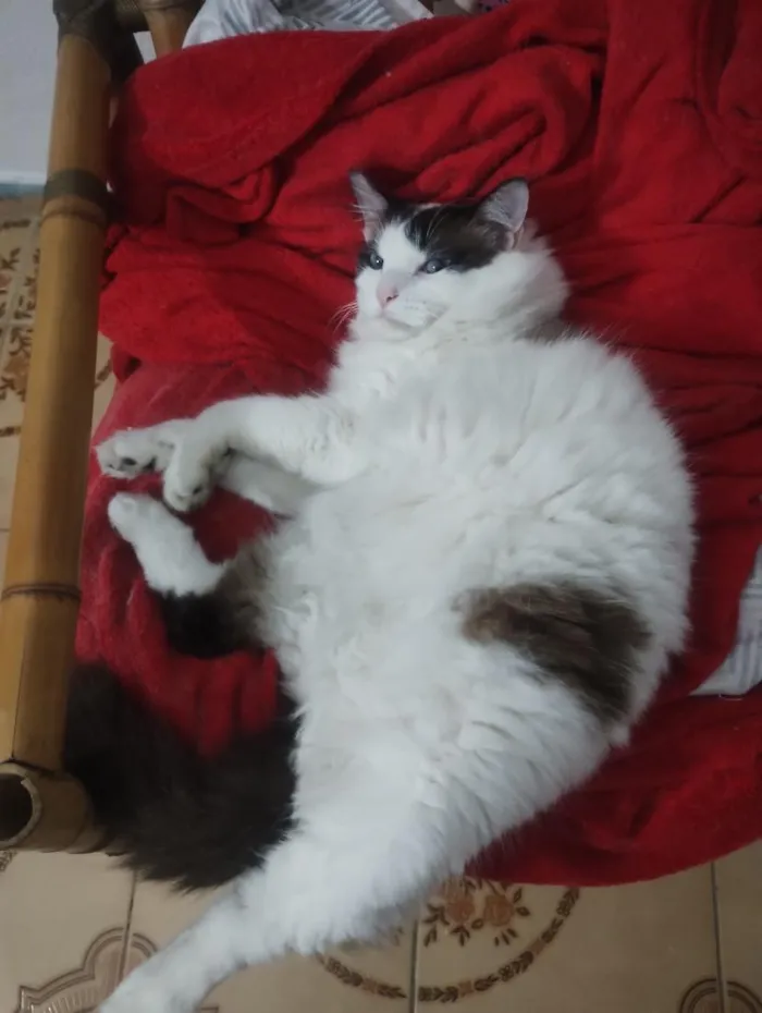 Gato raça SRD-ViraLata idade 2 anos nome Gordo