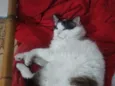 Gordo