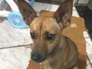 Cachorro raça SRD-ViraLata idade 3 anos nome pingo 