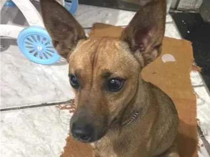 Cachorro raça SRD-ViraLata idade 3 anos nome pingo 