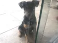 Apólo 
