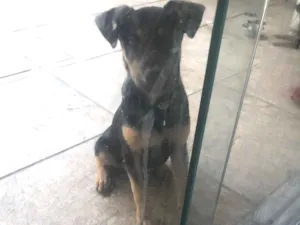 Cachorro raça SRD-ViraLata idade 2 a 6 meses nome Apólo 