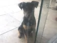 Apólo 