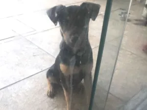 Cachorro raça SRD-ViraLata idade 2 a 6 meses nome Apólo 