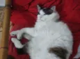 Gordo
