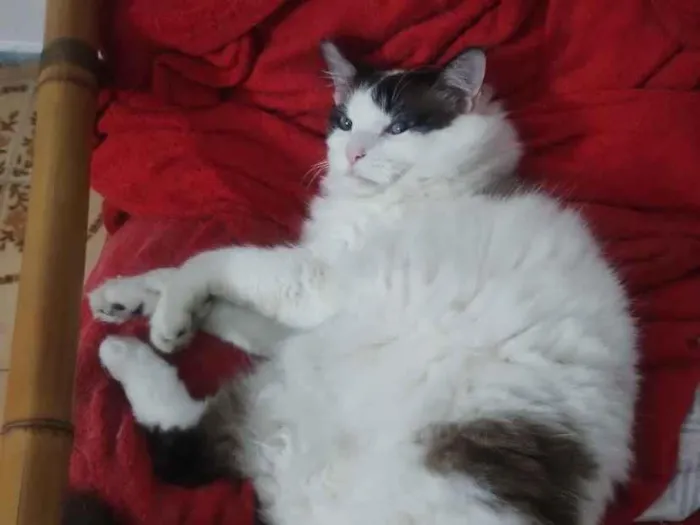 Gato raça SRD-ViraLata idade 2 anos nome Gordo
