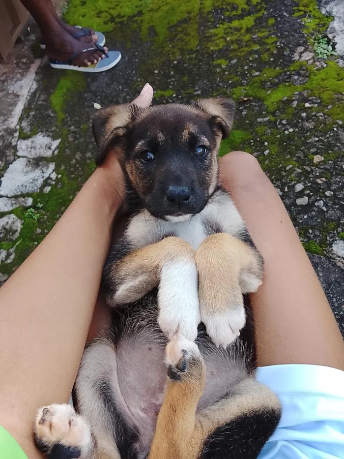 Cachorro raça SRD-ViraLata idade 7 a 11 meses nome Princesa