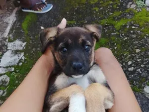 Cachorro raça SRD-ViraLata idade 7 a 11 meses nome Princesa