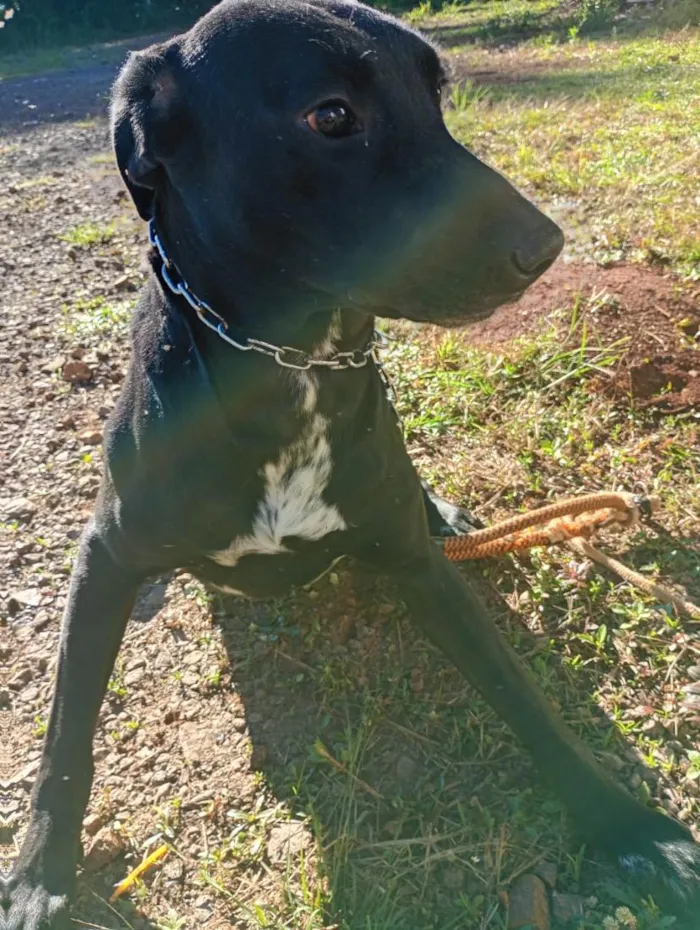 Cachorro raça SRD-ViraLata idade  nome THOR