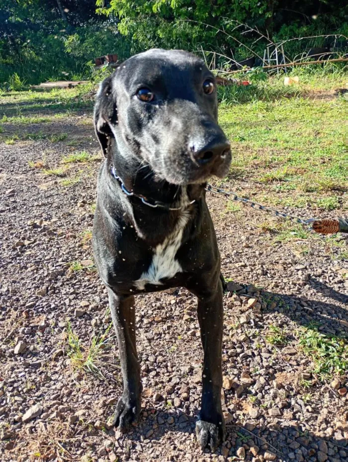 Cachorro raça SRD-ViraLata idade  nome THOR